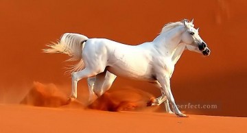 monochrome black white Painting - white horses in desert realistic from photo